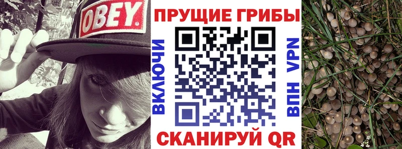 купить наркотик  Ковров  МЕГА   Галлюциногенные грибы Cubensis 
